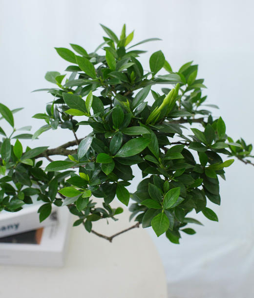 海岛栀子花 商品图1