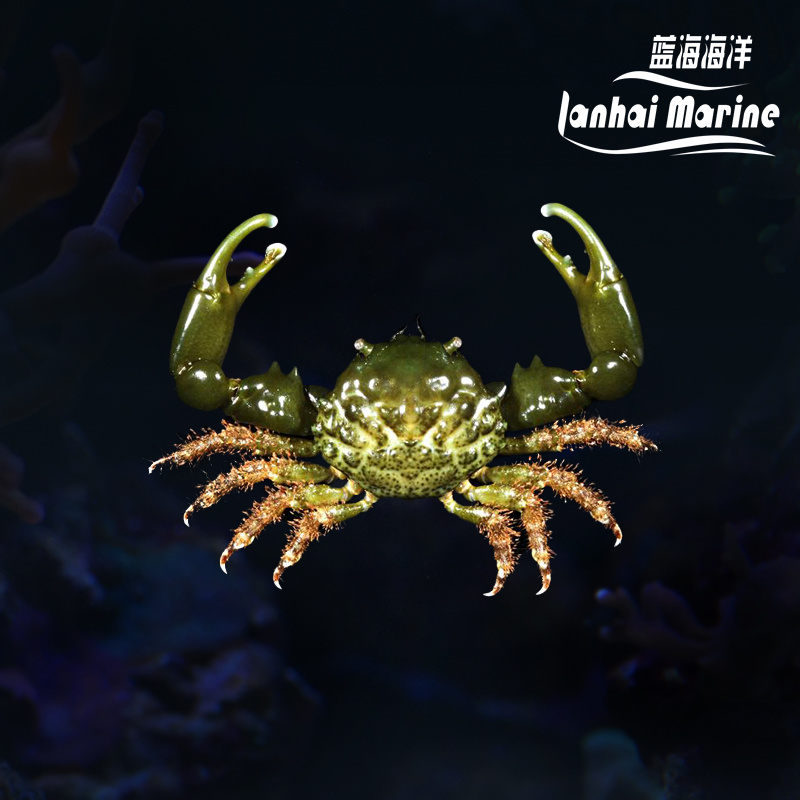 美国绿宝石蟹（除气泡藻）