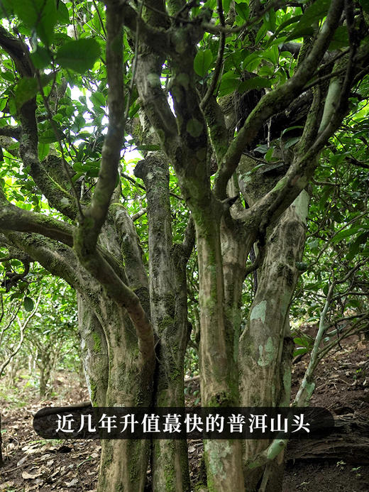 【整提出售】【冰岛王单株】2024年头春头采临沧大忠山700年以上古树茶 近几年升值蕞快的普洱山头 357g/饼 商品图8
