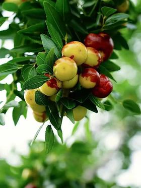 【智行研学】9月15日“枣寻快乐”中秋活动