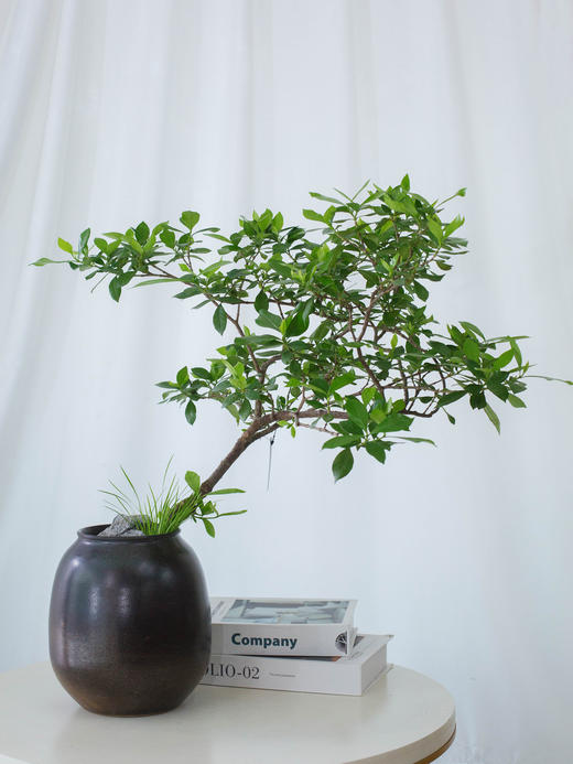 海岛栀子花 商品图1