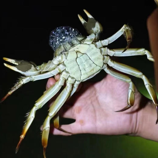 【秘制花雕熟醉蟹】开箱即食，固城湖核心区的有机大闸蟹，肉质饱满，酒香浓郁 商品图2