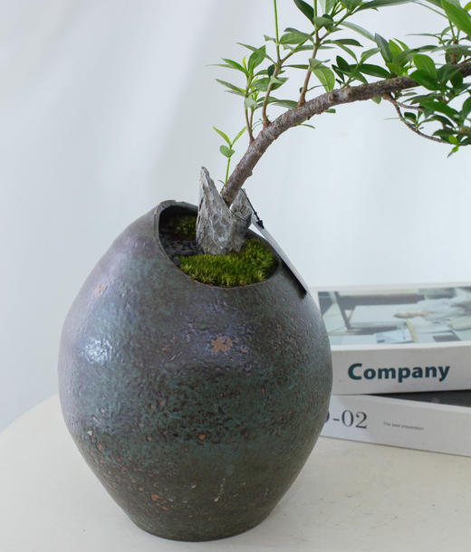 海岛栀子花 商品图2