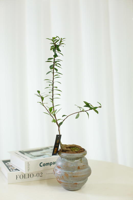 舍利杜鹃 商品图0