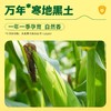 【天然花青素】黑糯玉米220g*8根 商品缩略图2
