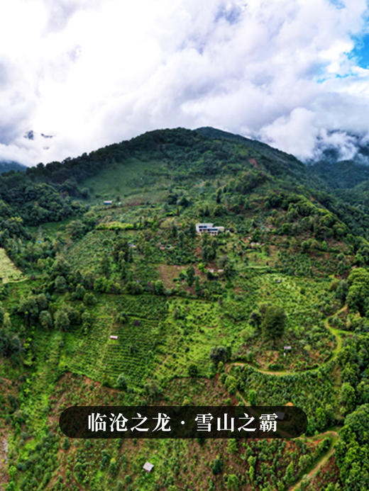 【整提出售】【冰岛王单株】2024年头春头采临沧大忠山700年以上古树茶 近几年升值蕞快的普洱山头 357g/饼 商品图4