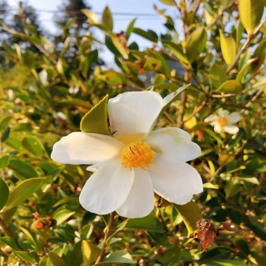 （乡村振兴商品）咸丰野山茶油 商品图3