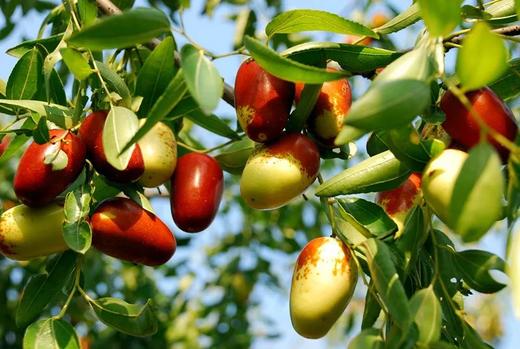 【智行研学】9月15日“枣寻快乐”中秋活动 商品图5