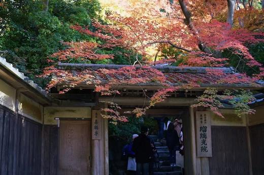 11.19确定出发【秋葉•日本国】瑠璃光院の大涌谷の镰仓秋韵红叶10天采风<只此1团> 商品图12