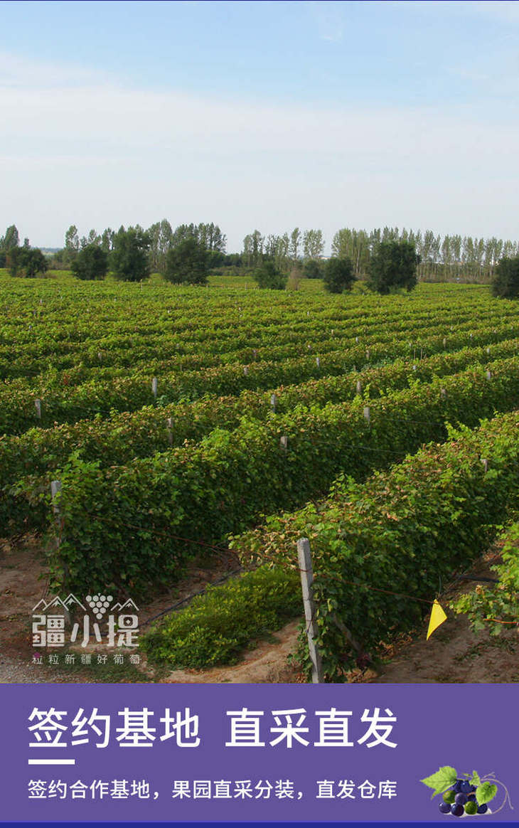 2024黑美人_05.jpg 2024黑美人_05.jpg