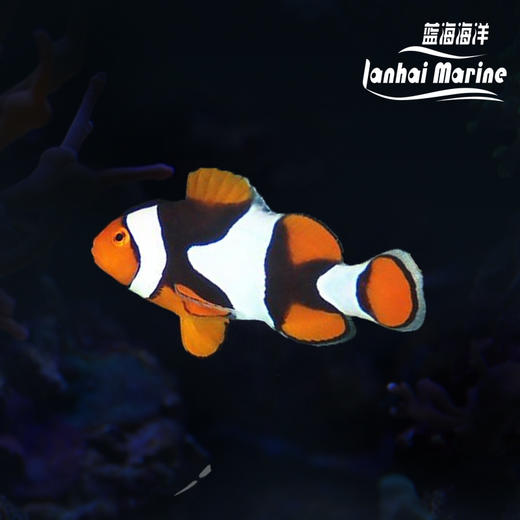 新几内亚全黑背心 商品图8