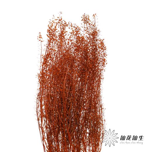 干花 | 小扇叶咖色 商品图2