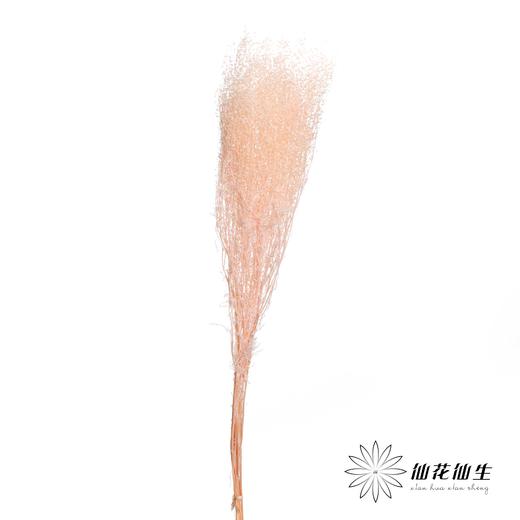 干花 | 小扇叶樱花粉 商品图1