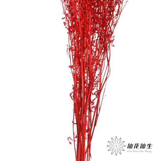 干花 | 小扇叶红色 商品图3