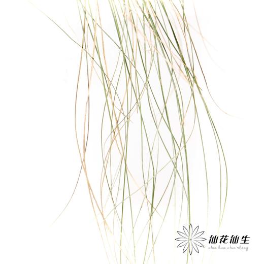 永生花 | 干纹眉草 商品图4