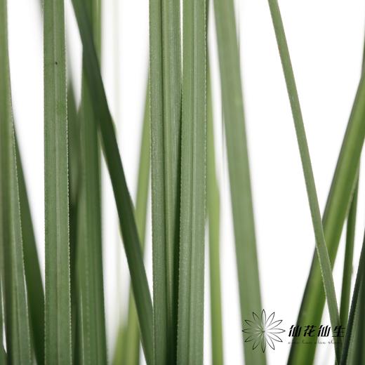 叶材 | 细芒叶 商品图2