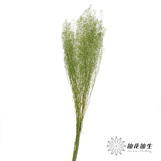 干花 | 小扇叶浅绿 商品图1