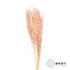 干花 | 小扇叶香槟 商品缩略图1