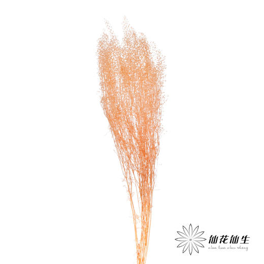 干花 | 小扇叶香槟 商品图1