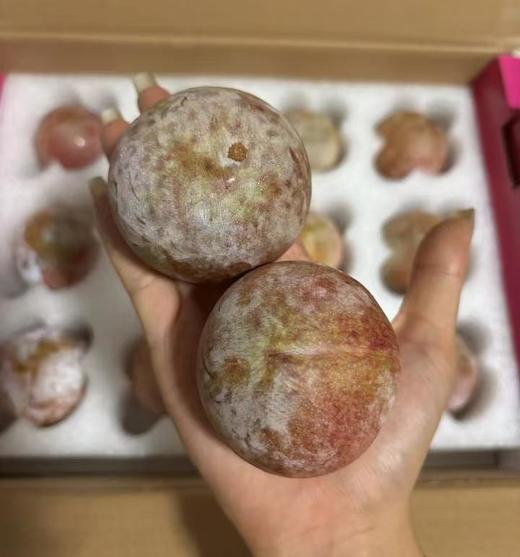 恐龙蛋李子约2.2斤12头装  |水果 商品图1