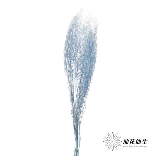 干花 | 小扇叶天蓝 商品图1