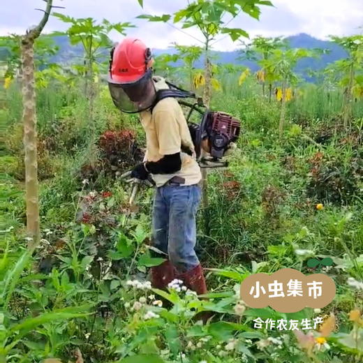 【积分享包邮】生态艾草干（带梗发货） 50g/袋*2 | 合作农友生产，产自广东肇庆，生产者：胡桂强 &【公平贸易农人定价】 商品图8