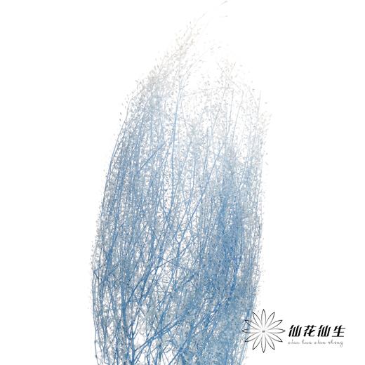 干花 | 小扇叶天蓝 商品图2