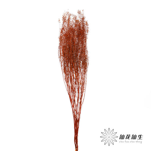 干花 | 小扇叶咖色 商品图1