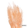 干花 | 小扇叶香槟 商品缩略图3