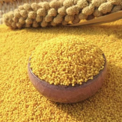 【2025新小米产地直发】真正的朝阳大嘎图小米/朝阳高粱米，被评为“2023年朝阳市名优特农产品品牌”，来自北纬41度世界黄金农作物生产地带，好吃不贵，优质杂粮，全国包邮（偏远地区除外） 商品图1