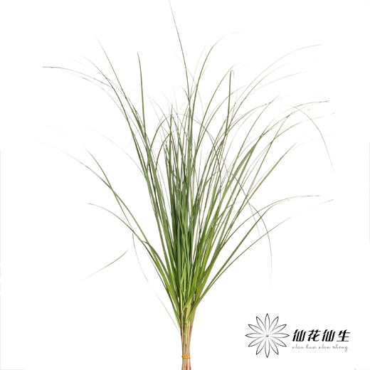 叶材 | 细芒叶 商品图0