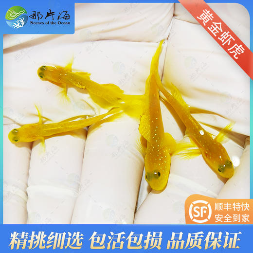 黄金虾虎Cryptocentrus cinctus 商品图1