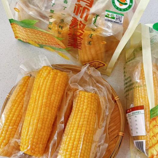 有机敖汉玉米 10穗/箱 商品图1
