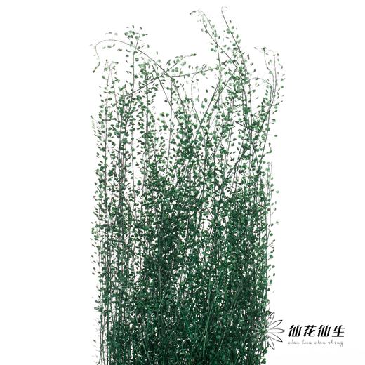 干花 | 小扇叶深绿 商品图2