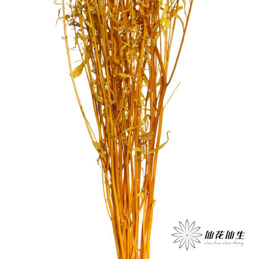 干花 | 小扇叶橙黄 商品图3
