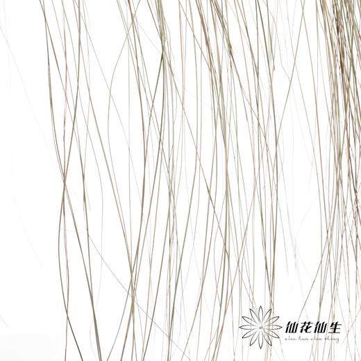 永生花 | 干纹眉草 商品图2