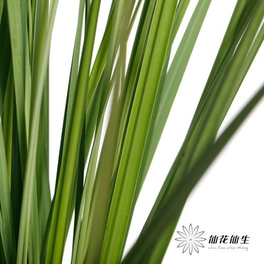 叶材 | 细芒叶 商品图4