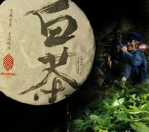 荣光精选【云南野生生态古树红茶/白茶/普洱茶 】自己喝的无农药健康生态茶！ 商品图3