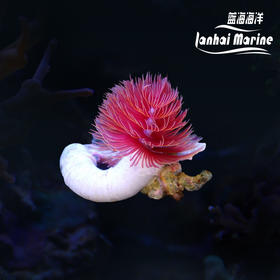 艳红管虫
