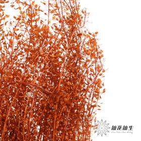 干花 | 小扇叶咖色