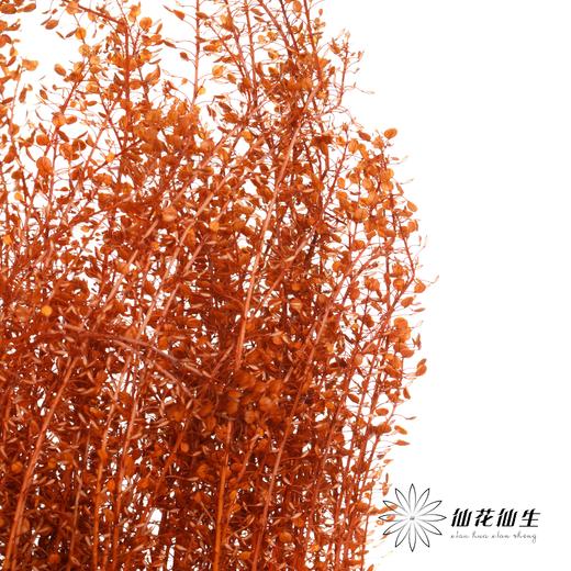 干花 | 小扇叶咖色 商品图0