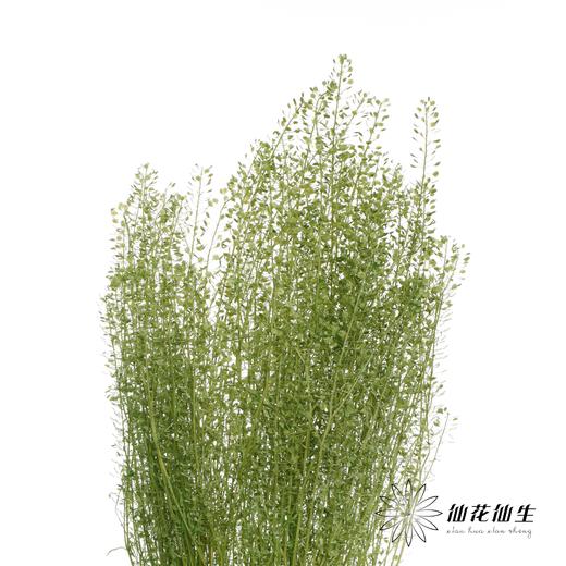 干花 | 小扇叶浅绿 商品图2