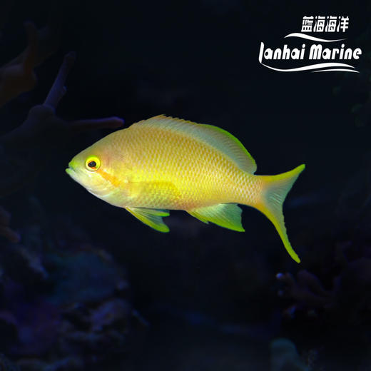 绿帆船宝石 母 商品图0