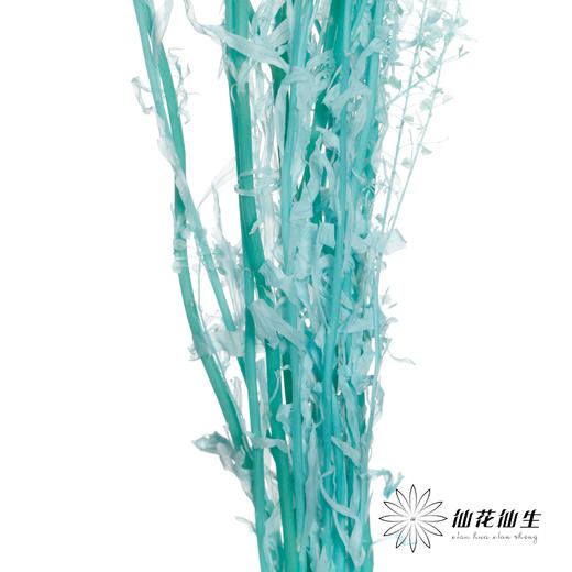 干花 | 小扇叶蒂芙尼蓝 商品图4