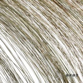 永生花 | 干纹眉草