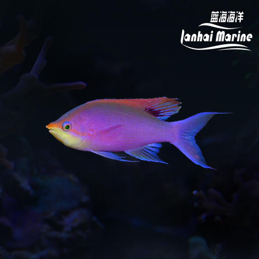 紫后 公 商品图0