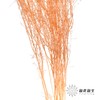 干花 | 小扇叶香槟 商品缩略图2