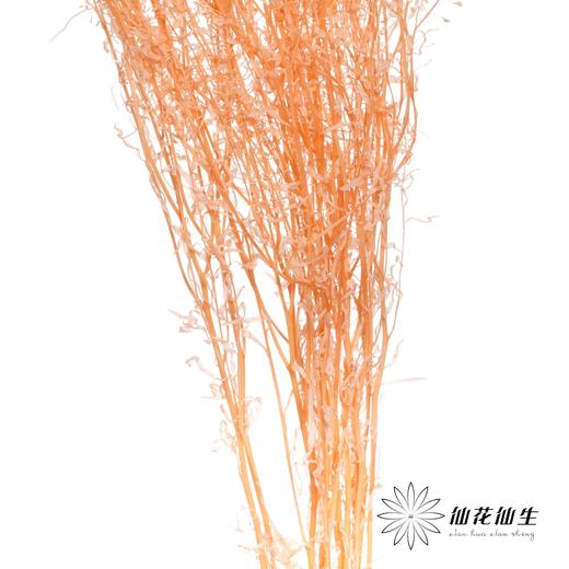 干花 | 小扇叶香槟 商品图2