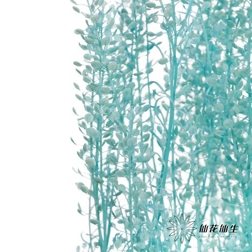 干花 | 小扇叶蒂芙尼蓝 商品图2