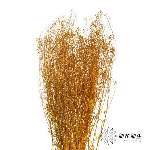 干花 | 小扇叶橙黄 商品图2